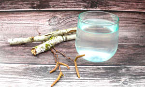 Cure de sève de bouleau